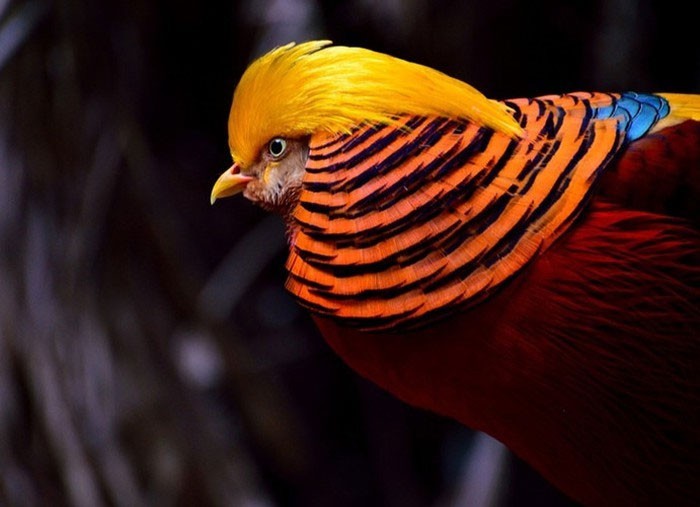 The most bizarre birds, some seem to 'travel' to Earth from another world