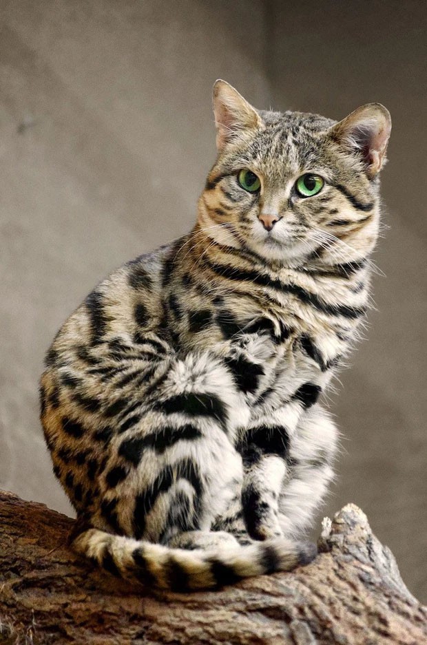 Afrikanische Schwarzfußkatze: Sieht unschuldig aus, ist aber die „gefährlichste“ Katze der Welt