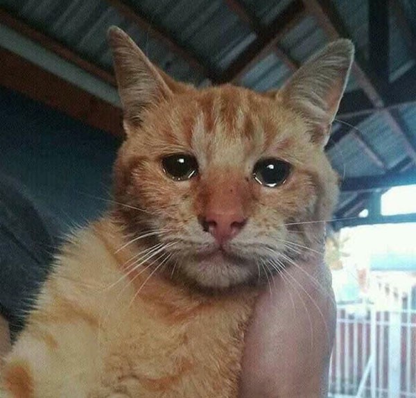 Crying Cat Meme, funny crying cat pictures