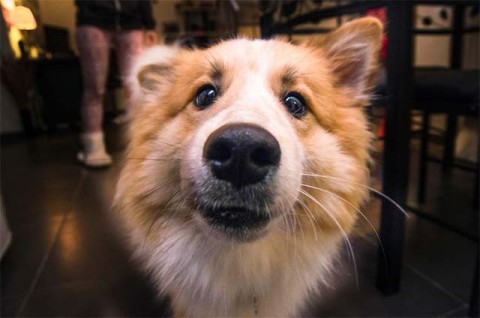 Qual é a função da barba de um cachorro? Todas as raças de cães têm barba?