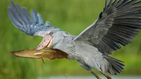 Shoebill Stork - the most ferocious bird in the world, eats even crocodiles