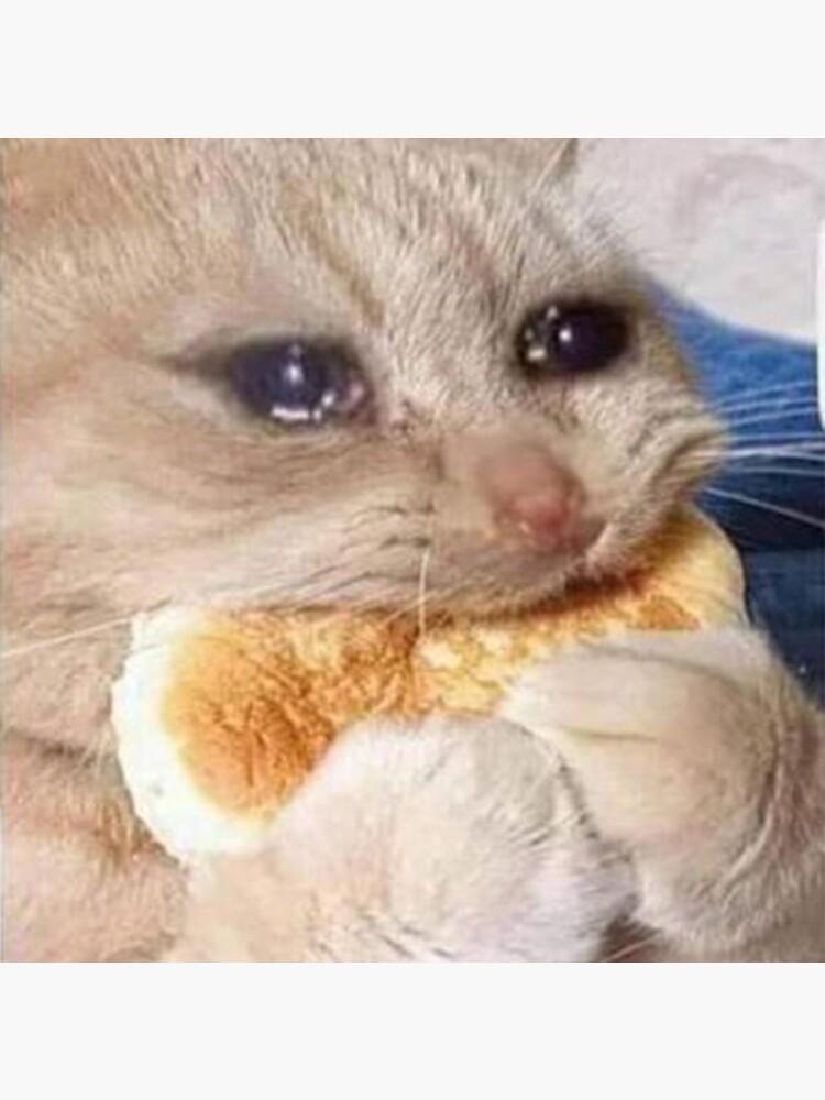 Crying Cat Meme, funny crying cat pictures