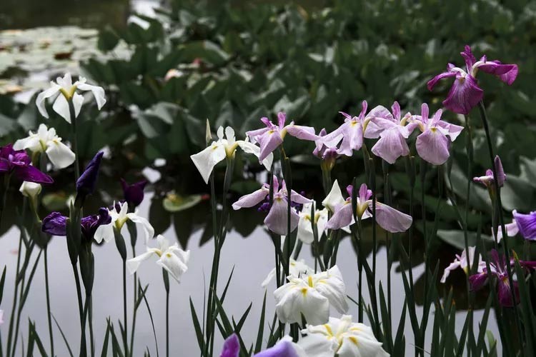 Die schönsten Wasserblumen der Welt