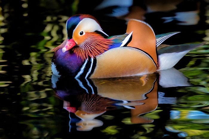 The most bizarre birds, some seem to 'travel' to Earth from another world