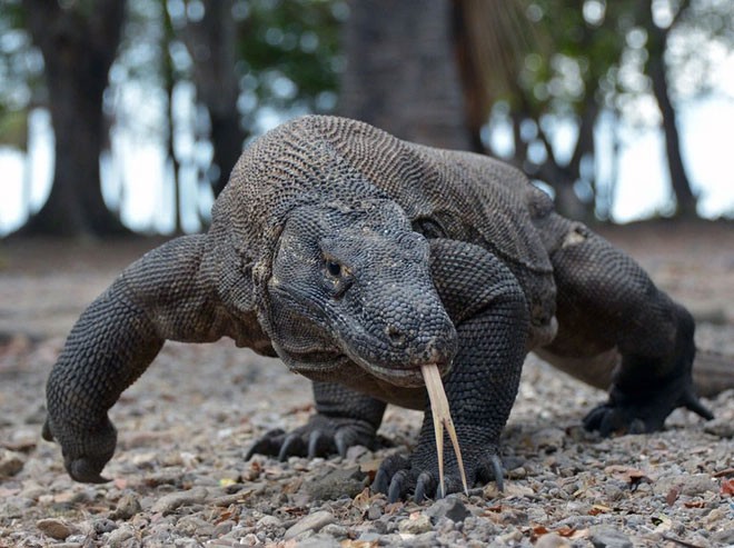 Komodovaraan slikt schildpad in Komodovaraan slikt schildpad in