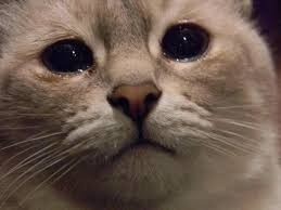 Crying Cat Meme, funny crying cat pictures