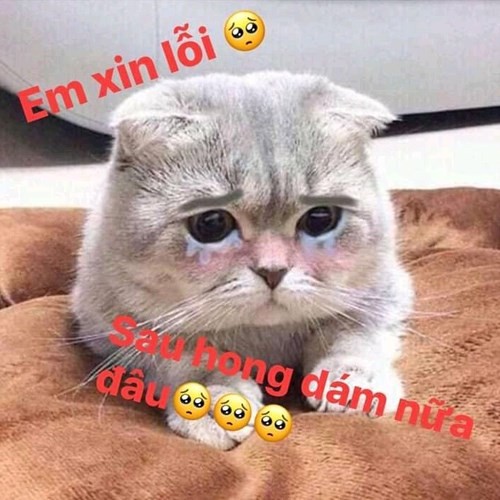 Crying Cat Meme, funny crying cat pictures