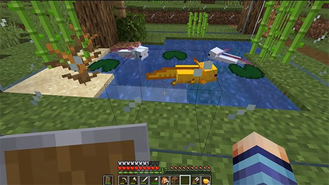 วิธีเลี้ยง Axolotl ใน Minecraft, ฝึก Salamander ใน Minecraft