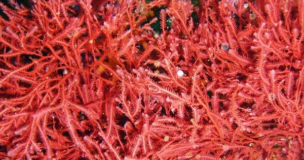 What is red tide? Is it dangerous?