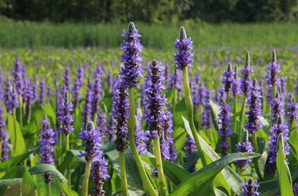 Die schönsten Wasserblumen der Welt