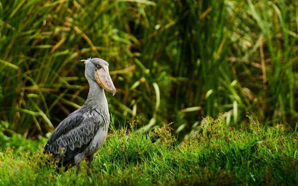 Shoebill Stork - the most ferocious bird in the world, eats even crocodiles