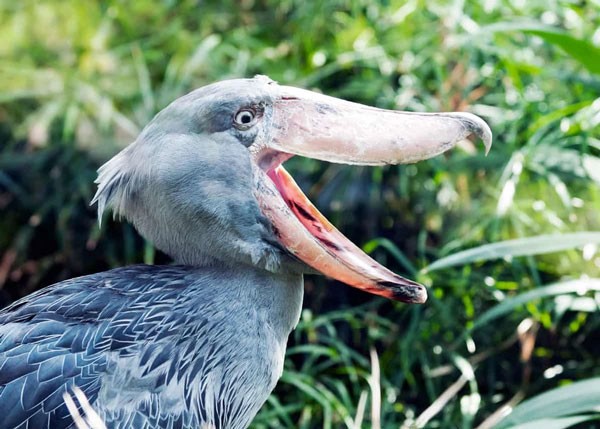 Shoebill Stork - the most ferocious bird in the world, eats even crocodiles