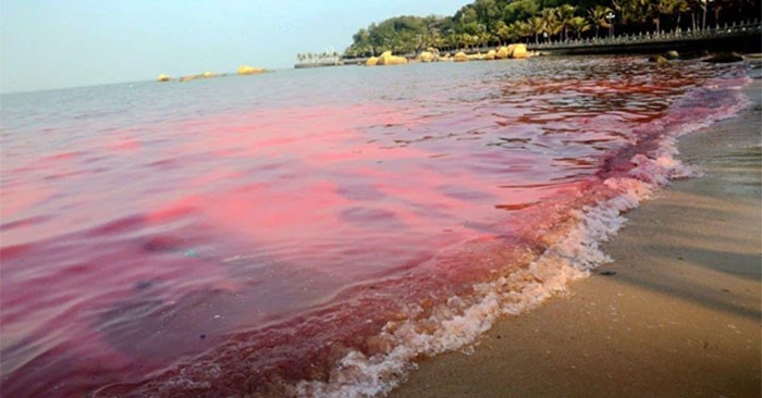 What is red tide? Is it dangerous?