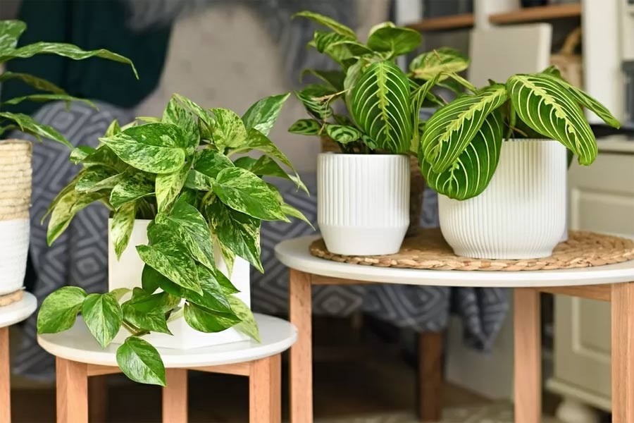 نصائح لتصميم نباتات داخلية لجعل مساحة المعيشة الخاصة بك أكثر جمالا