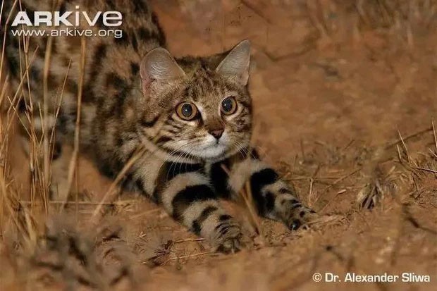 Afrikanische Schwarzfußkatze: Sieht unschuldig aus, ist aber die „gefährlichste“ Katze der Welt
