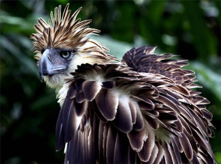 The most bizarre birds, some seem to 'travel' to Earth from another world
