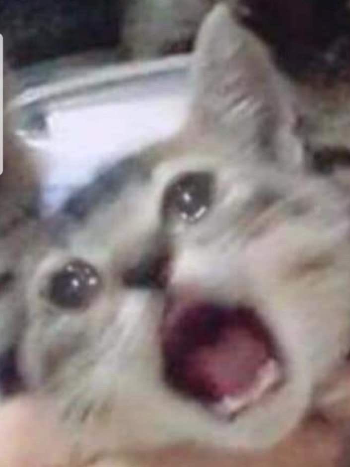 Crying Cat Meme, funny crying cat pictures