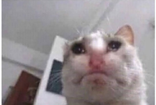Crying Cat Meme, funny crying cat pictures